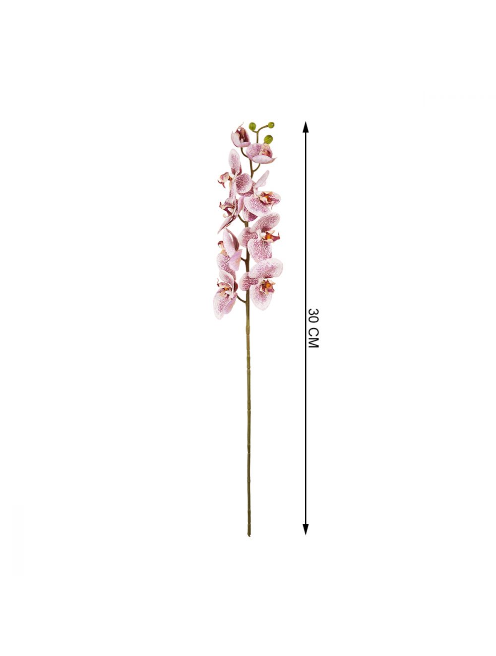 Phalaenopsis